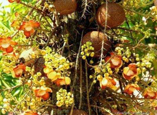 L&rsquo;arbre aux boulets de canon : Couroupita guianensis
