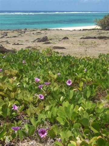 Ipomoea pes-caprae, la liane des plages