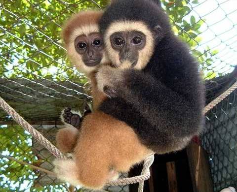 Refusez de vous faire prendre en photo avec un bébé gibbon dans les bras