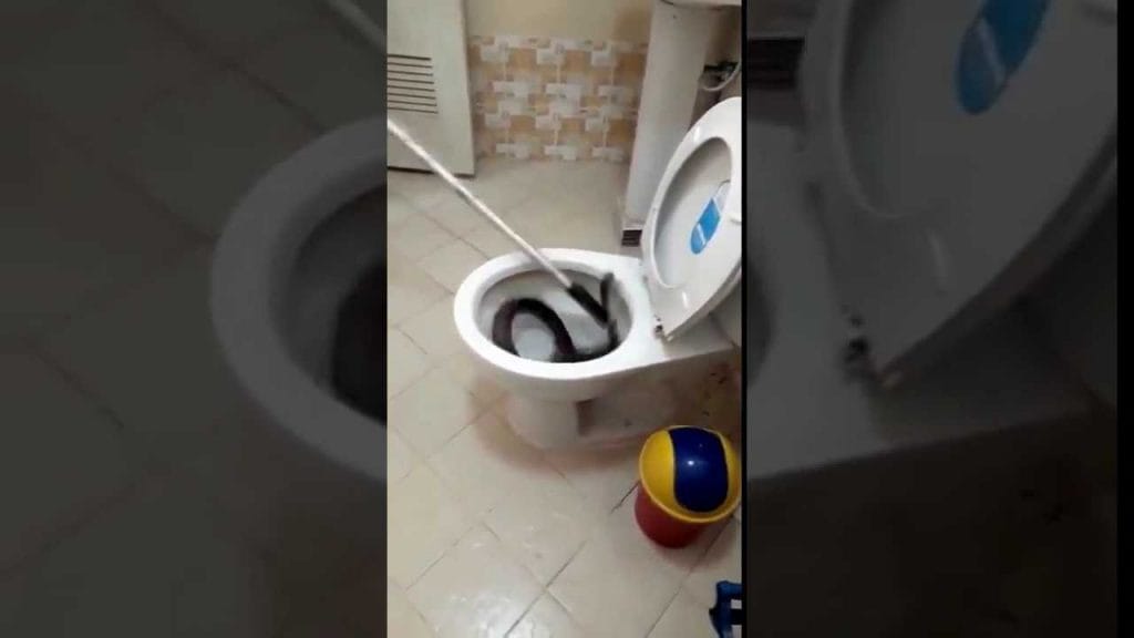 Vidéo insolite : encore un gros serpent extrait de WC en Thaïlande