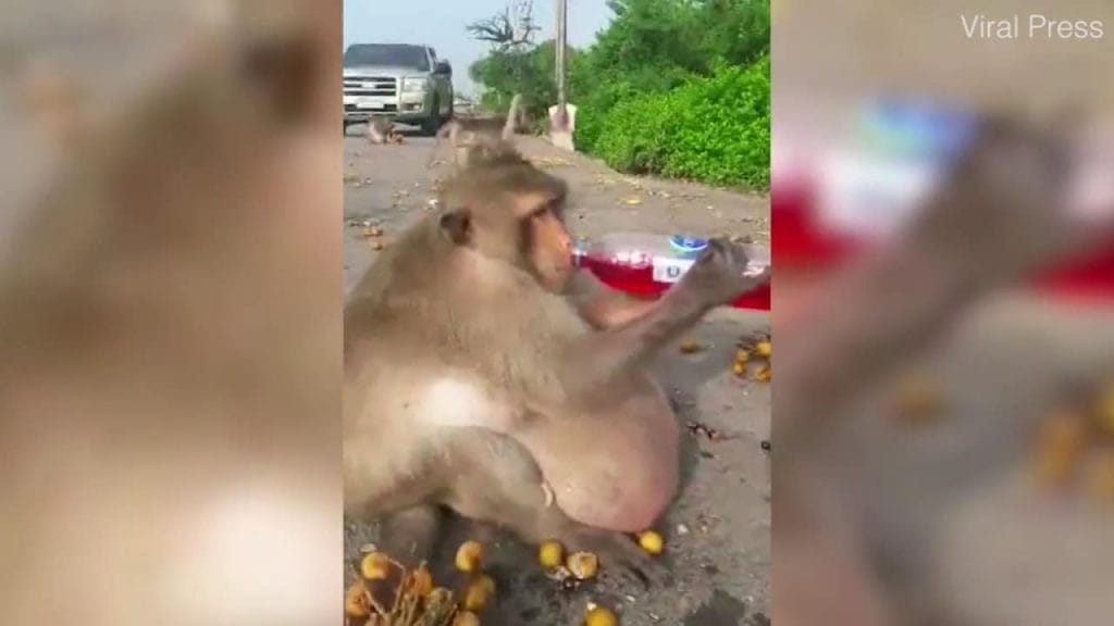 Uncle Fat, un macaque obèse, victime de la mal bouffe, a été mis au régime
