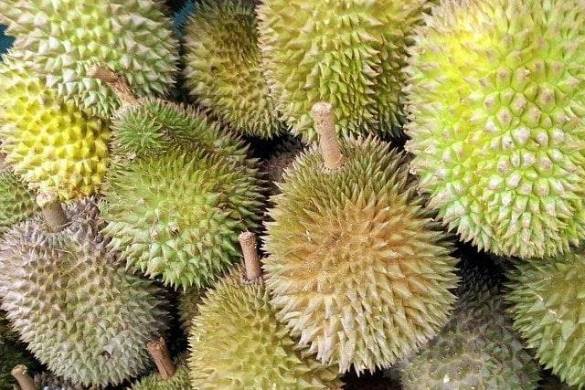 Le Durian et son fruit à forte odeur