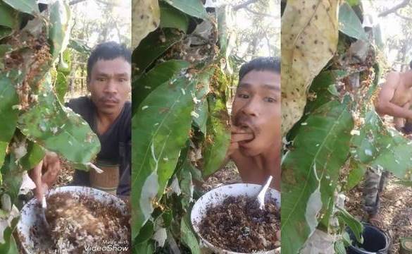 Il mange des œufs de fourmis rouges tombés du nid : 5 millions de vues
