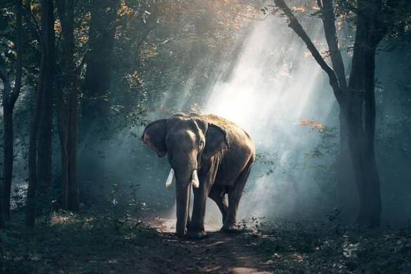 Balades à dos d&rsquo;éléphant en Thaïlande : une activité à éviter