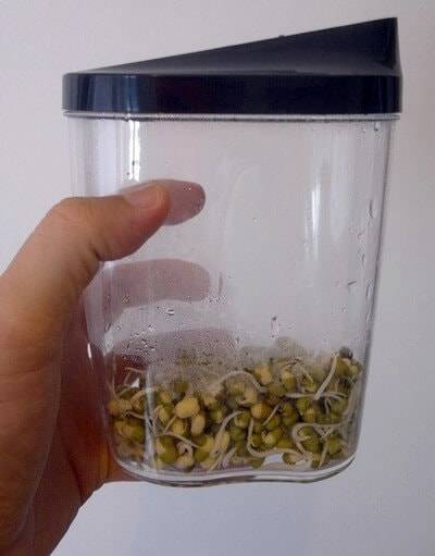 Comment faire des pousses de soja chez soi, la méthode facile 5 Comment faire des graines géérmées