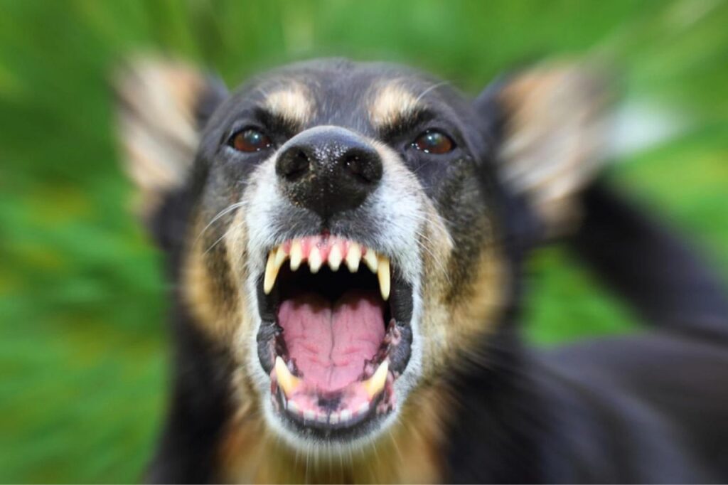 Meute de chiens agressifs en Thaïlande, comment réagir ?