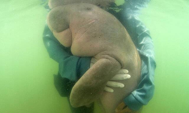 bébé dugong orphelin