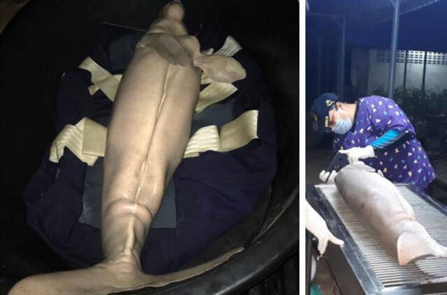 Le dugong Marium avant son autopsie