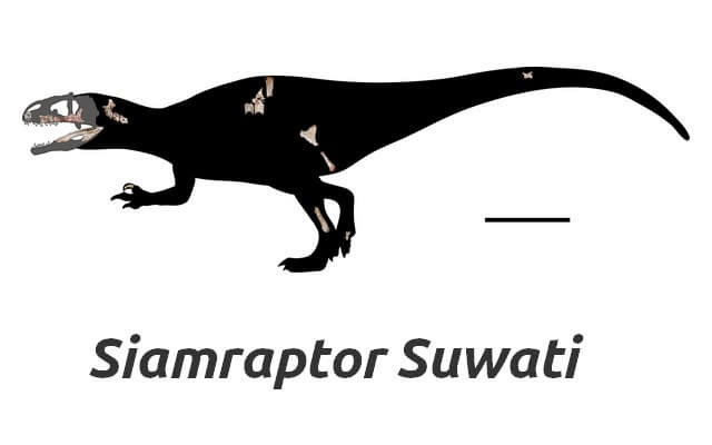 La Thaïlande, pays des dinosaures 5 Siamraptor Suwati