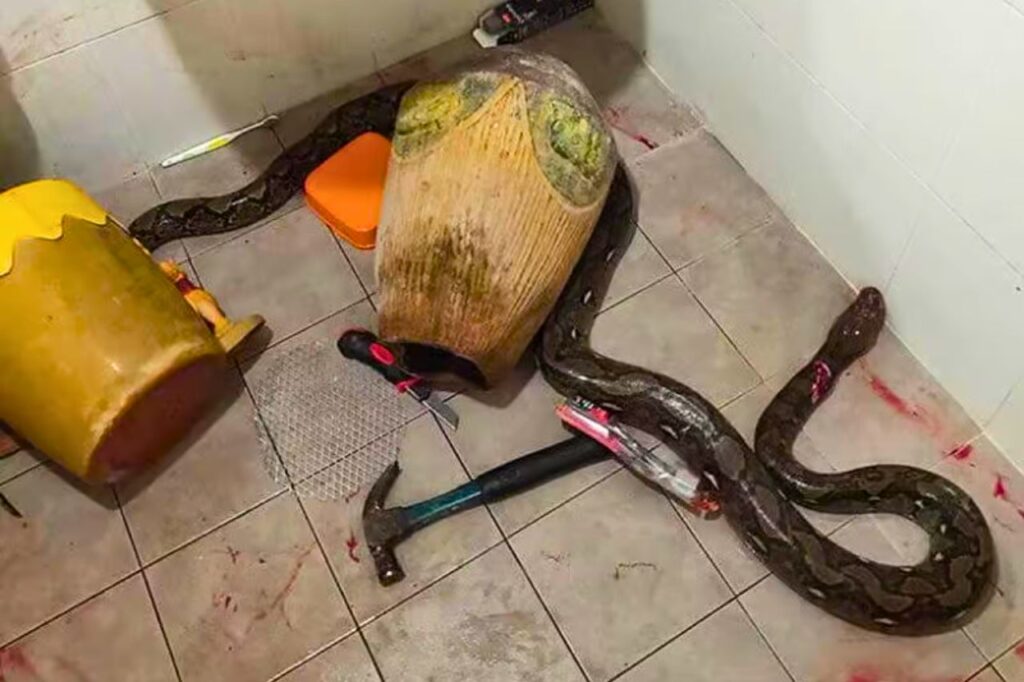 Attaque de serpent en Thaïlande : une visite aux toilettes se transforme en cauchemar
