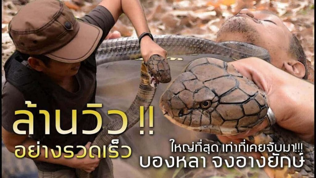 Un Thaïlandais cherche à rendre les serpents moins effrayants