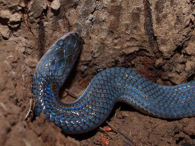 serpent Xenopeltis (sunbeam snake)
