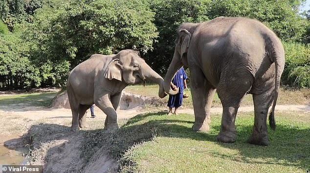 Éléphants libérés de leurs chaines Chiang Mai Thaïlande