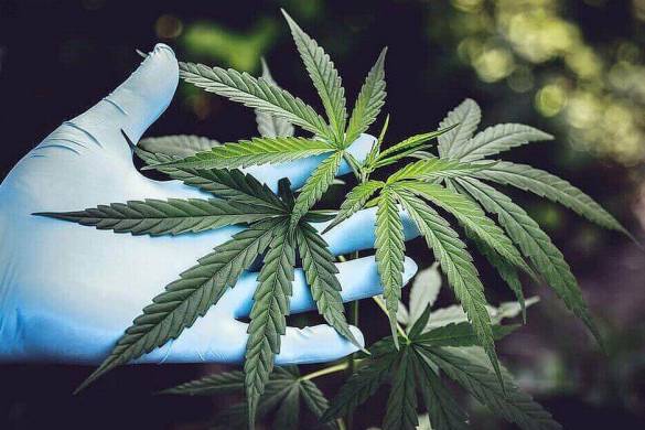 Cannabis médical : la Thaïlande en tête de la promotion des soins de santé dans le monde