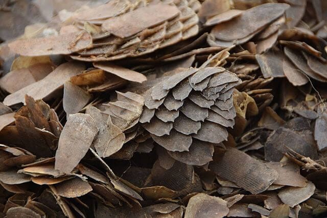 écailles de pangolin