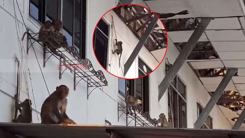 Insolite les singes s'emparent de la mairie de Prachuap Khiri Khan
