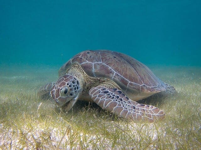 Insolite : une tortue de mer vient pondre ses œufs sur une plage touristique de Koh Samui 4 Tortue verte