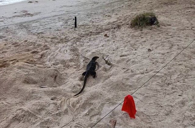 Insolite : une tortue de mer vient pondre ses œufs sur une plage touristique de Koh Samui 5 Varan à Koh Samui