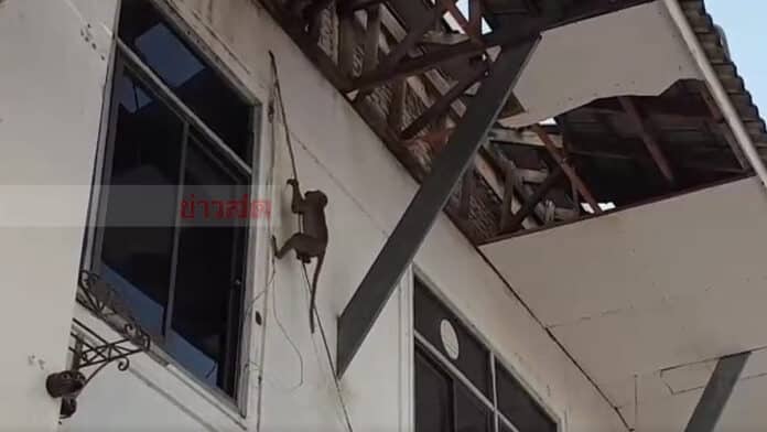 Insolite : des singes ont pris le contrôle de la mairie de Prachuap Khiri Khan en Thaïlande 5 les singes s'emparent de la mairie de Prachuap Khiri Khan