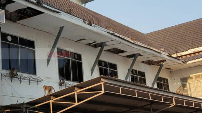 Insolite : des singes ont pris le contrôle de la mairie de Prachuap Khiri Khan en Thaïlande 6 les singes s'emparent de la mairie de Prachuap Khiri Khan 3