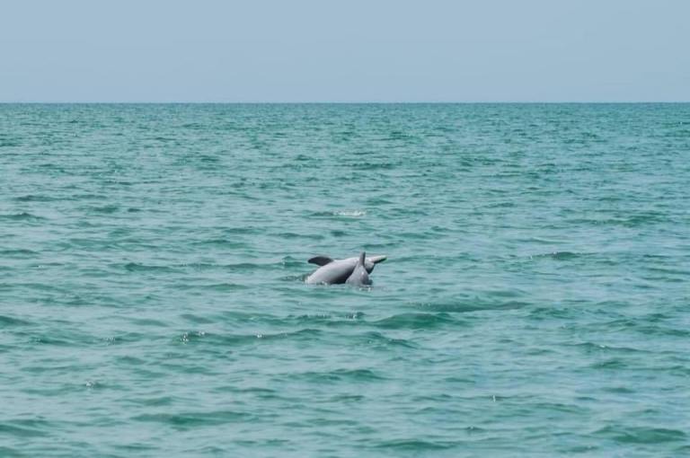 Dauphins