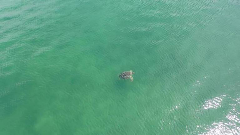 Tortue de mer