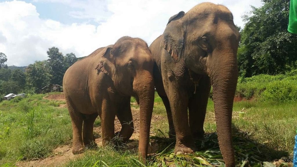 Les éléphants captifs de Thaïlande face à un avenir incertain
