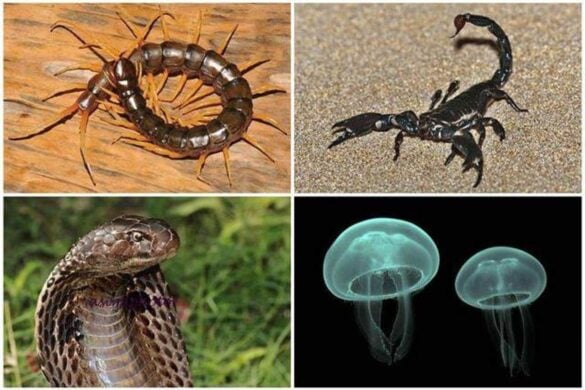 Les animaux dangereux à connaître en Thaïlande