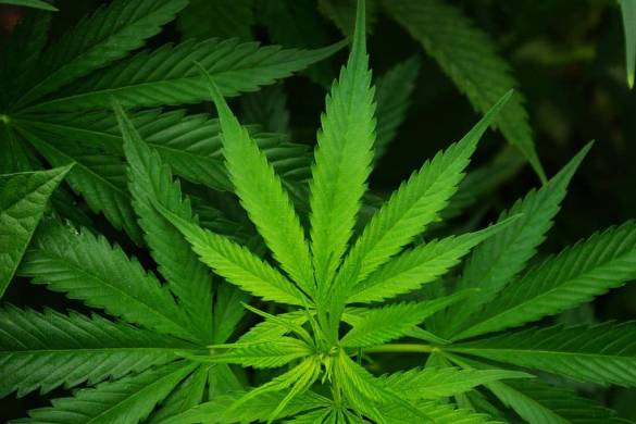 Légalisation de la marijuana en Thaïlande, ce qu&rsquo;il faut savoir