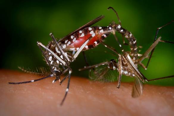 Inquiétante augmentation des cas de dengue en Thaïlande