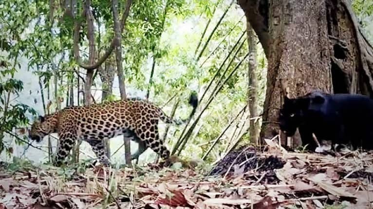 Panthère noire et léopard en Thaïlande