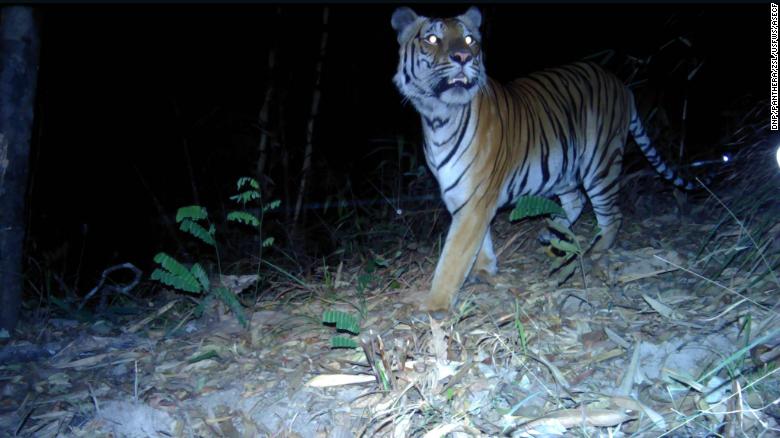 Jeune tigre