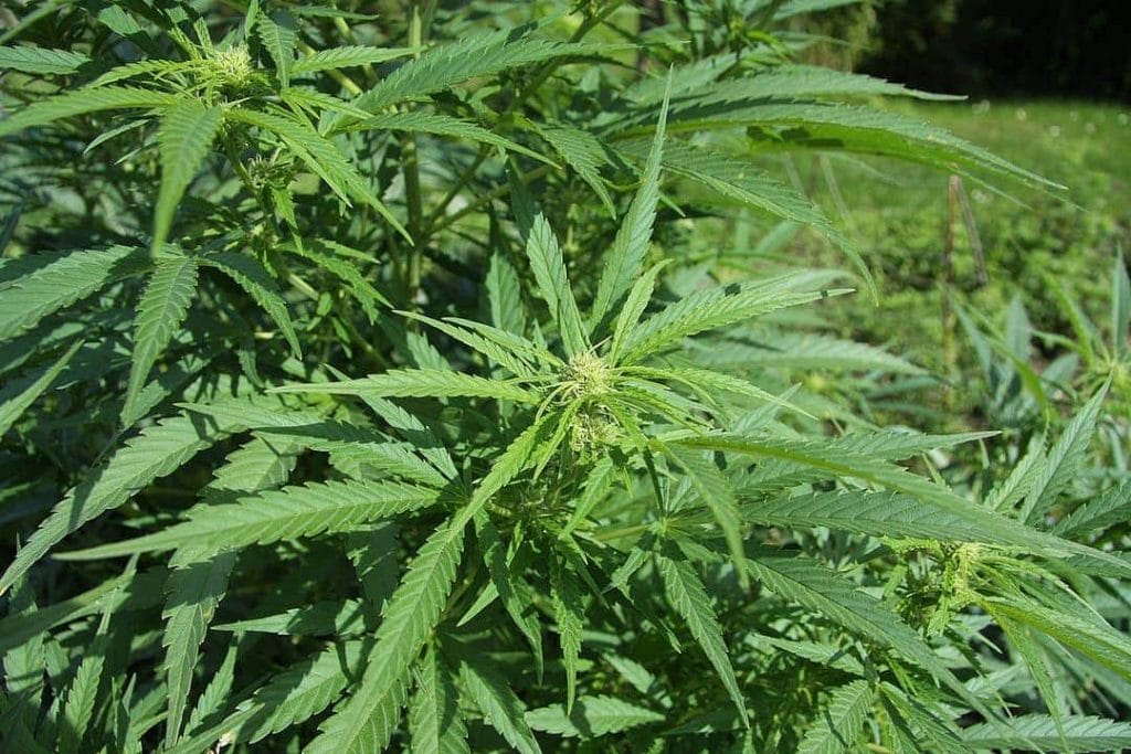 Les médicaments mélangés à de la marijuana sont maintenant autorisés en Thaïlande