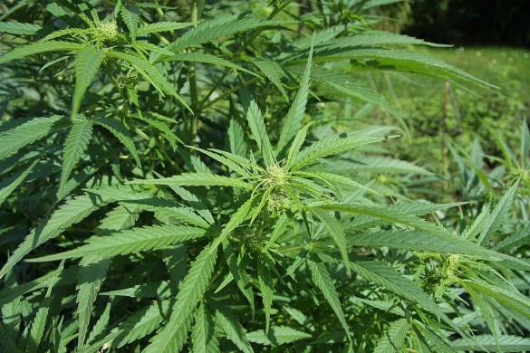Les médicaments mélangés à de la marijuana sont maintenant autorisés en Thaïlande