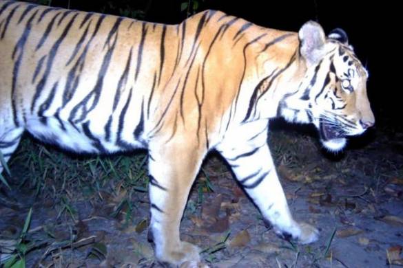 La population de tigres augmente en Thaïlande