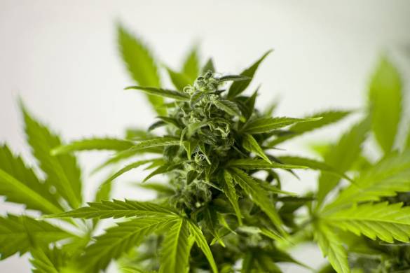Thaïlande : politique et profits bloquent la recriminalisation du cannabis