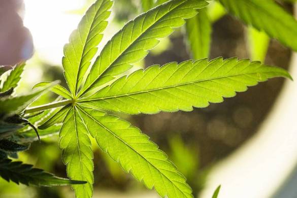 La Thaïlande mise sur la marijuana médicale pour relancer l&rsquo;économie