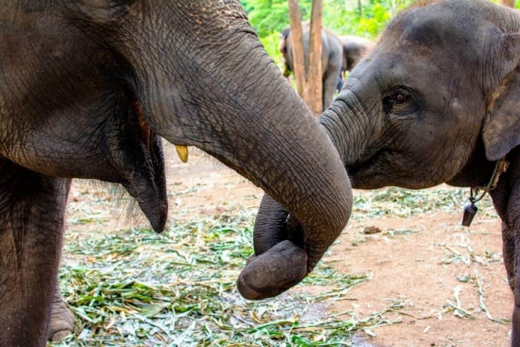 La Thaïlande célèbre la Journée de l'éléphant