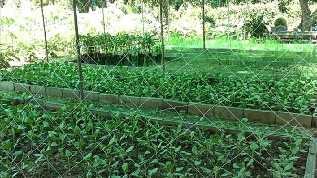 La Thaïlande offre des semences gratuites pour atténuer les effets de la crise due au Covid-19