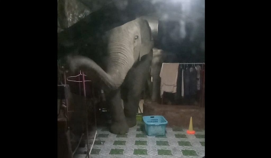 Des éléphants sèment la terreur à Chonburi en Thaïlande