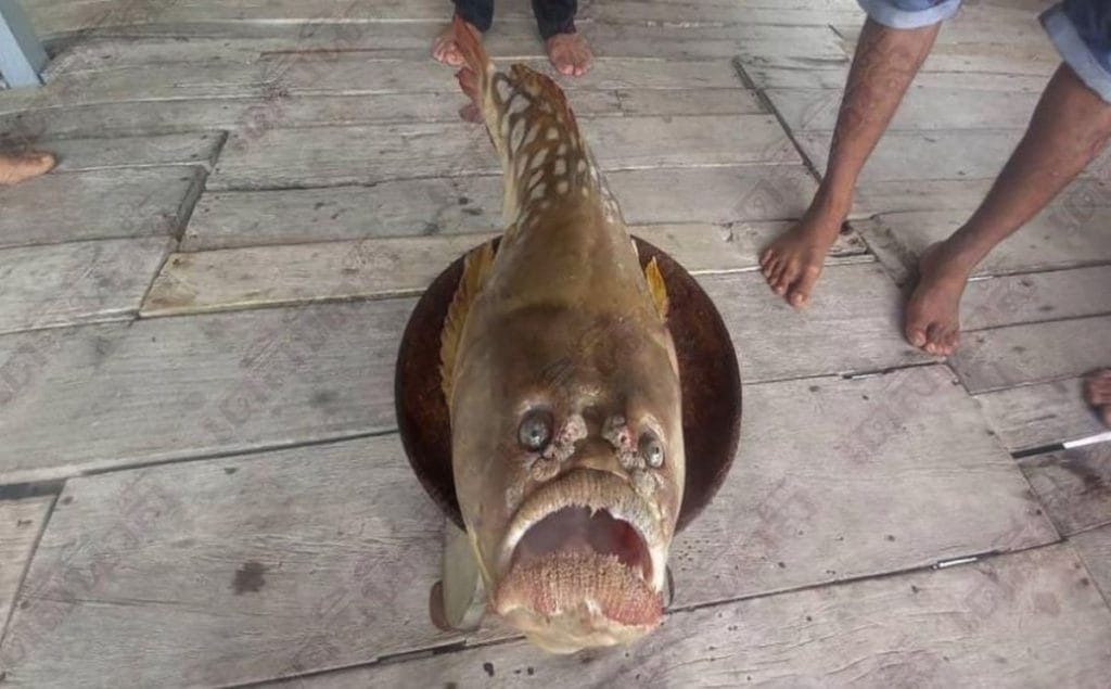 Un poisson au visage humain trouvé dans le sud de la Thaïlande - personne n'a osé le manger !
