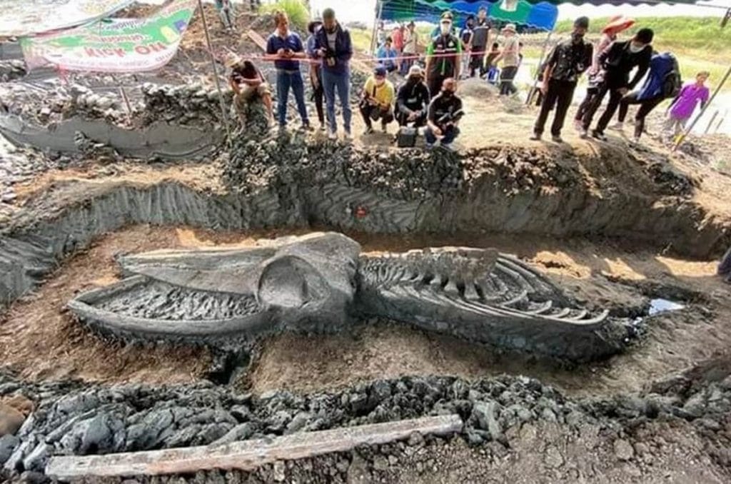 Un ancien squelette de baleine trouvé en Thaïlande contient des indices sur le changement climatique