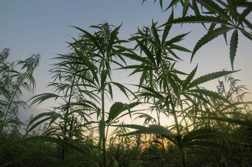 Thaïlande : politique et profits bloquent la recriminalisation du cannabis