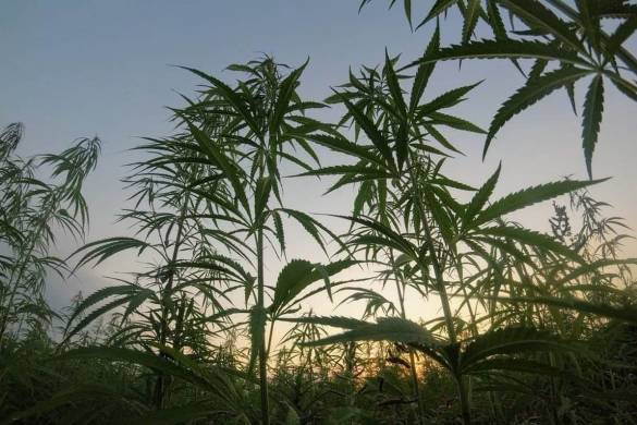 Le cannabis médical en Thaïlande peut-il concilier profits et patients ?