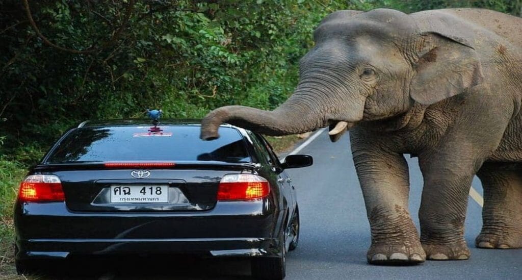 Les conflits entre hommes et éléphants en Thaïlande sont dus à la perte d'habitat