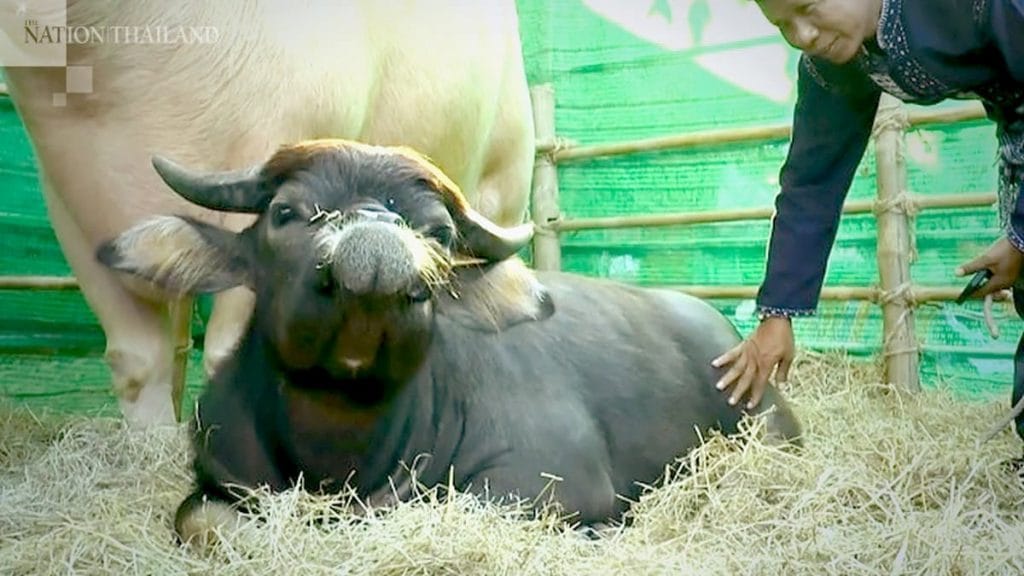 Un buffle avec une étrange tête devient une star en Thaïlande