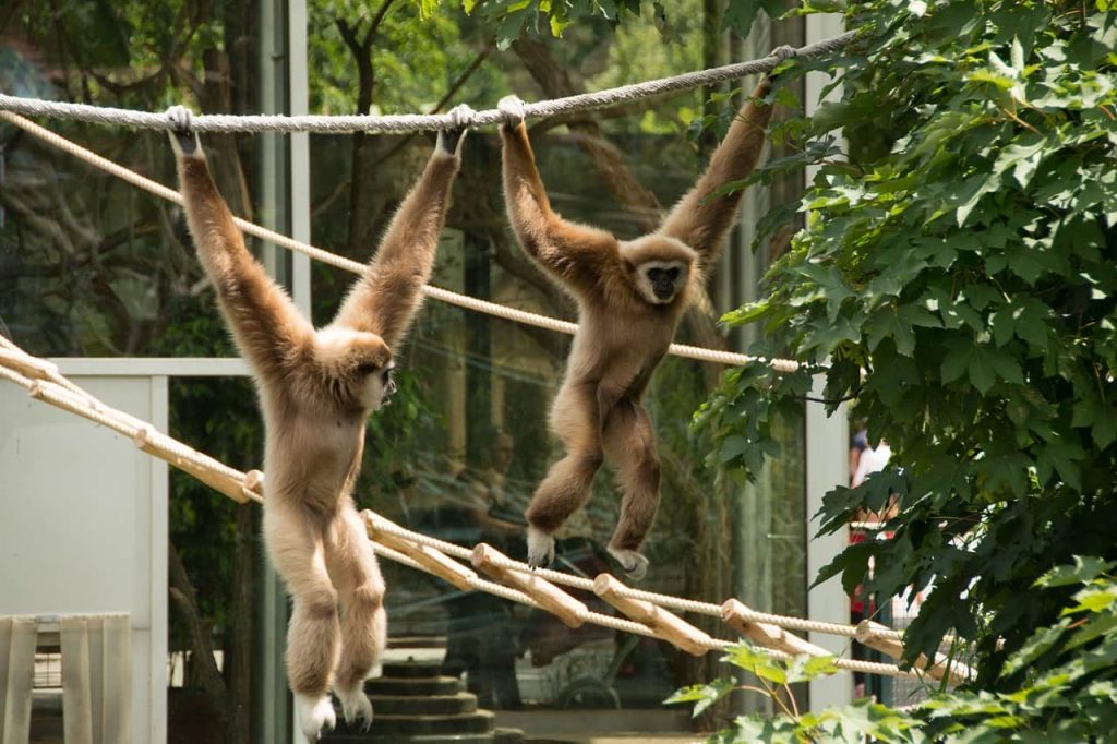 Après les bars et les plages, un Gibbon attend sa nouvelle maison en Thaïlande