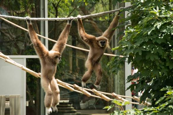 Après les bars et les plages, un Gibbon attend sa nouvelle maison en Thaïlande
