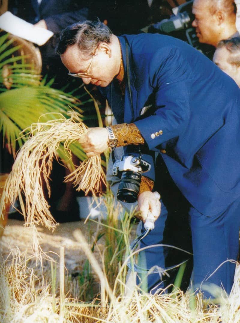 El rey Bhumibol Adulyadej cosecha arroz