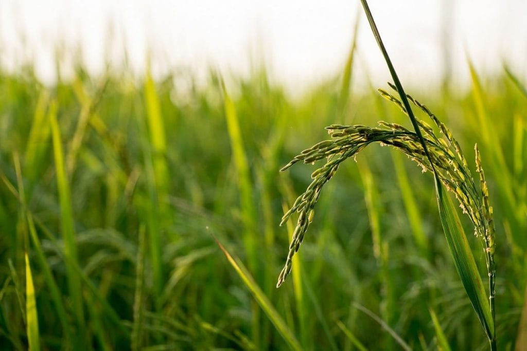 Comment la Thaïlande est devenue le 1ᵉʳ exportateur mondial de riz et a perdu sa place ?